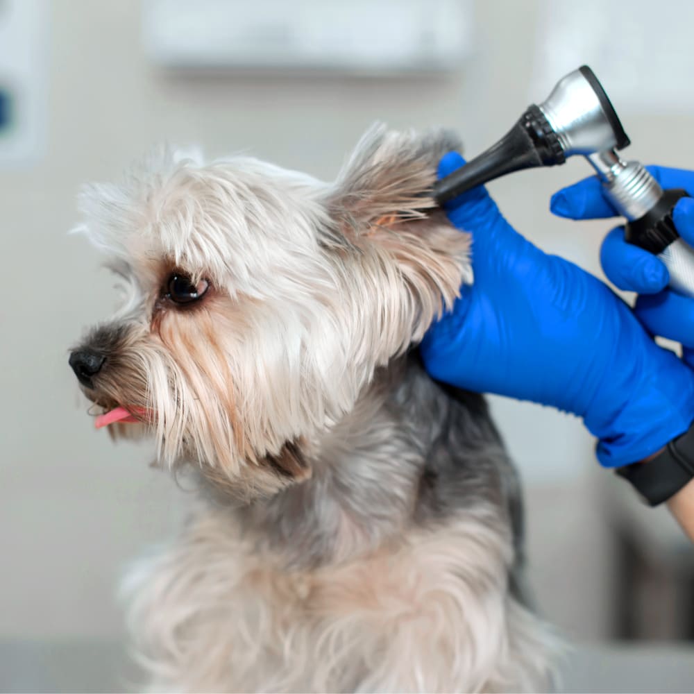 Pet Ear Care exam in Orange Park