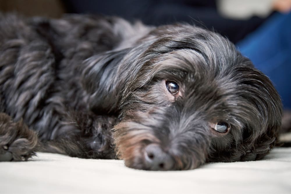 Welcome to Animal Friends Dermatology | Orange Park Vet Welcome to Animal Friends Dermatology | Orange Park Vet