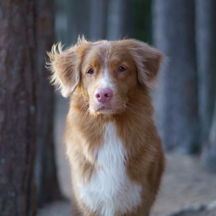 Video Otoscope Dog in Orange Park